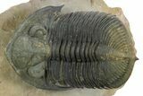 Large Zlichovaspis Trilobite - Healed Injury! #347784-1